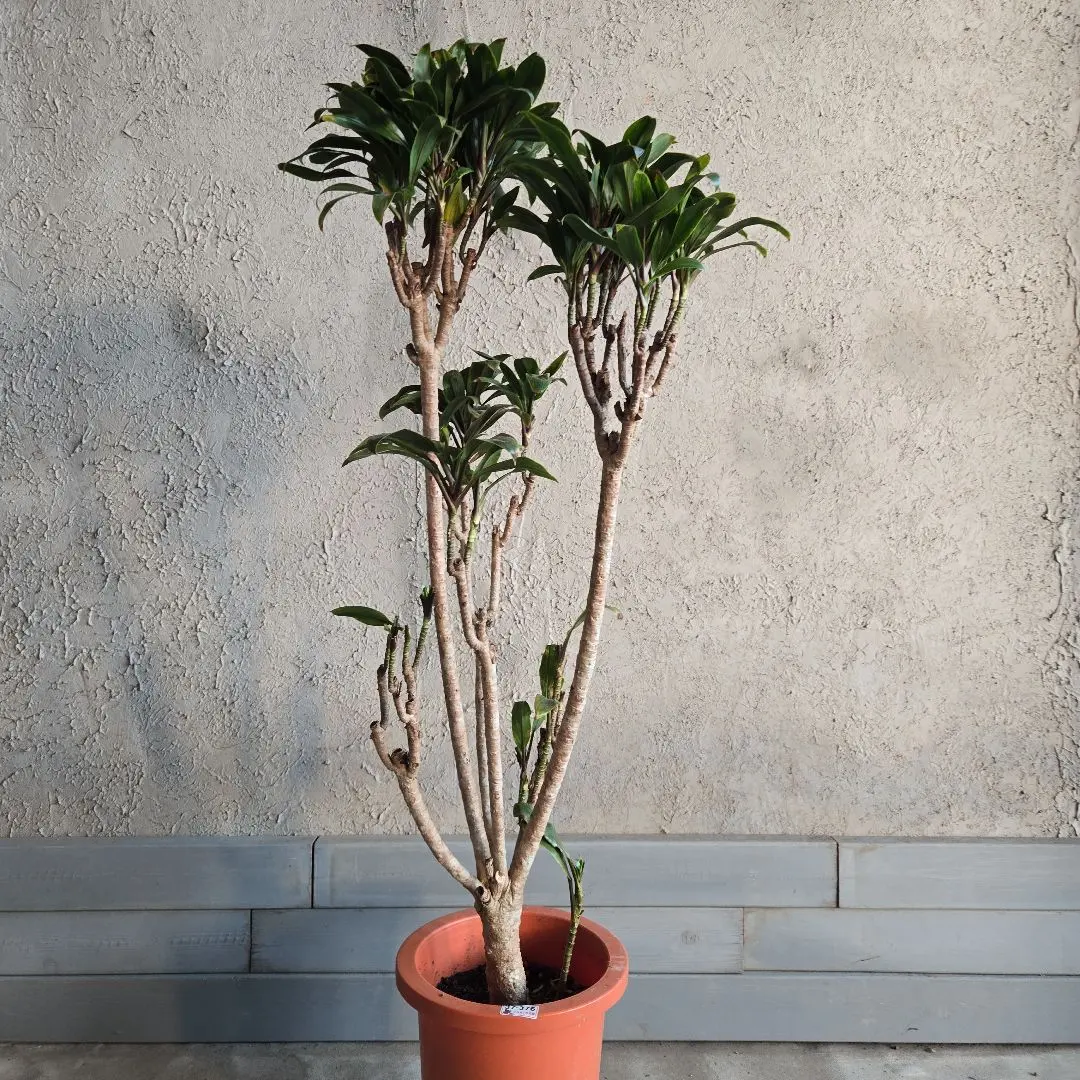 2026年最新】コルジリネ パープルの人気アイテム - メルカリ