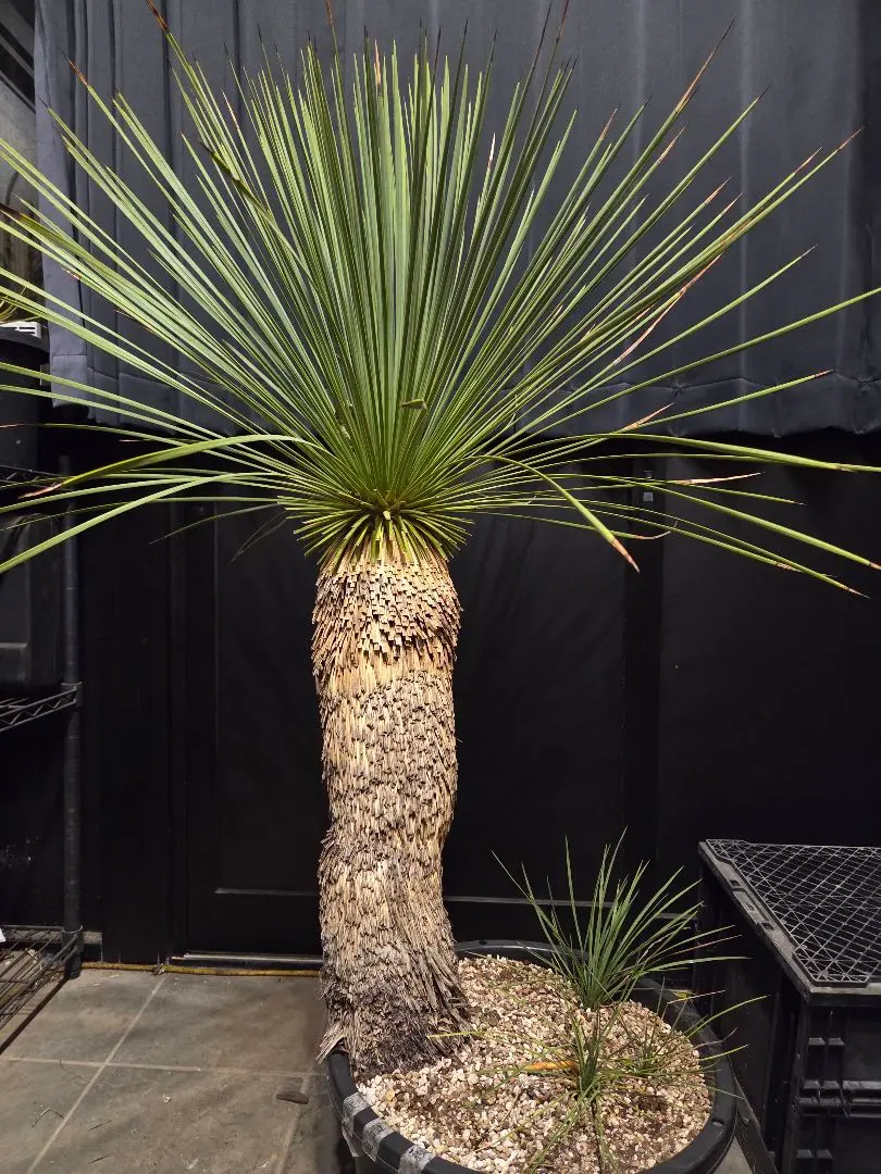 2026年最新】ユッカ リネアリフォリアの人気アイテム - メルカリ