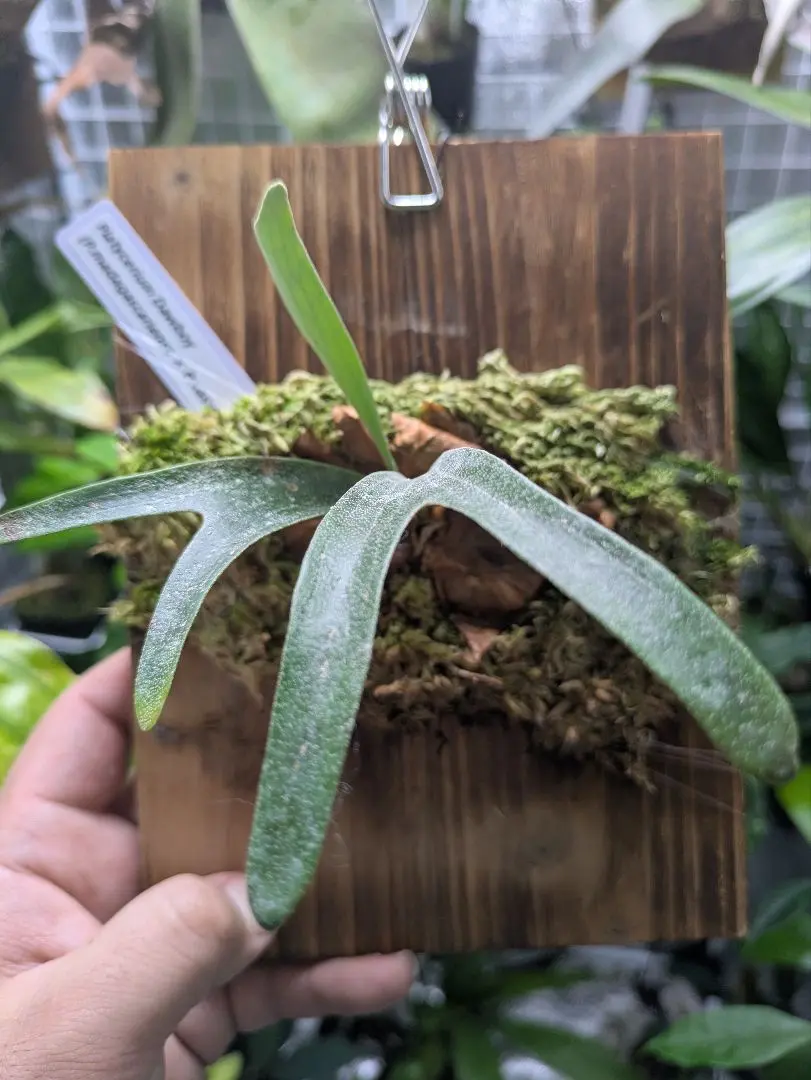 2026年最新】アルマダ ビカクシダの人気アイテム - メルカリ