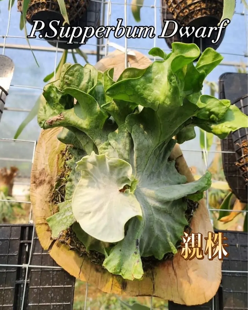 2026年最新】スパーバム ドワーフの人気アイテム - メルカリ