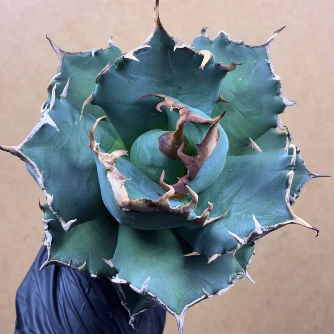 2026年最新】魔丸 陽炎の人気アイテム - メルカリ