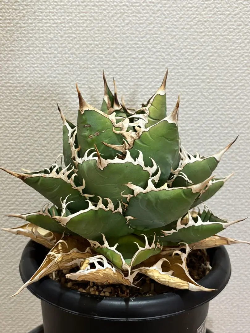 2026年最新】オアハカオテロイの人気アイテム - メルカリ