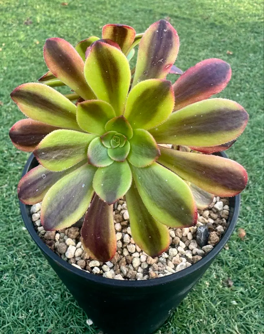 2026年最新】アエオニウム スーパーバンの人気アイテム - メルカリ