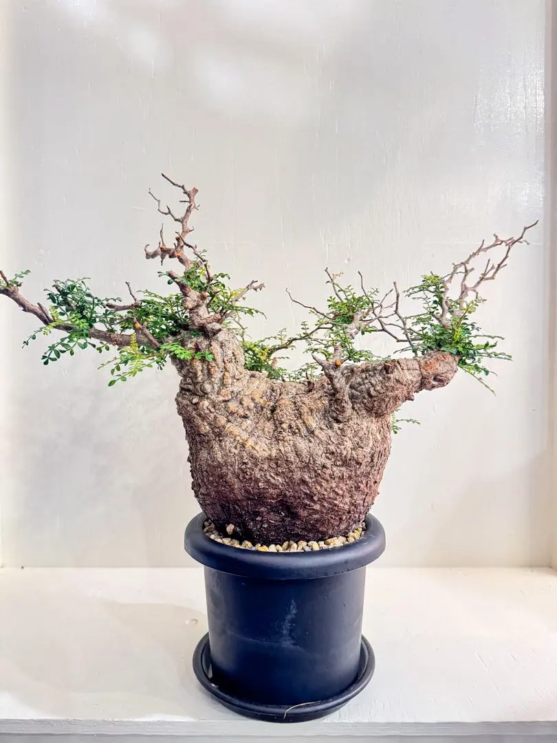 2026年最新】オペルクリカリア ベアルートの人気アイテム - メルカリ