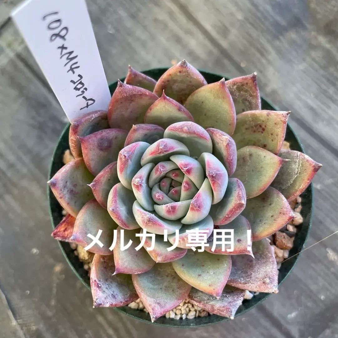 2026年最新】mさん苗コロラータの人気アイテム - メルカリ