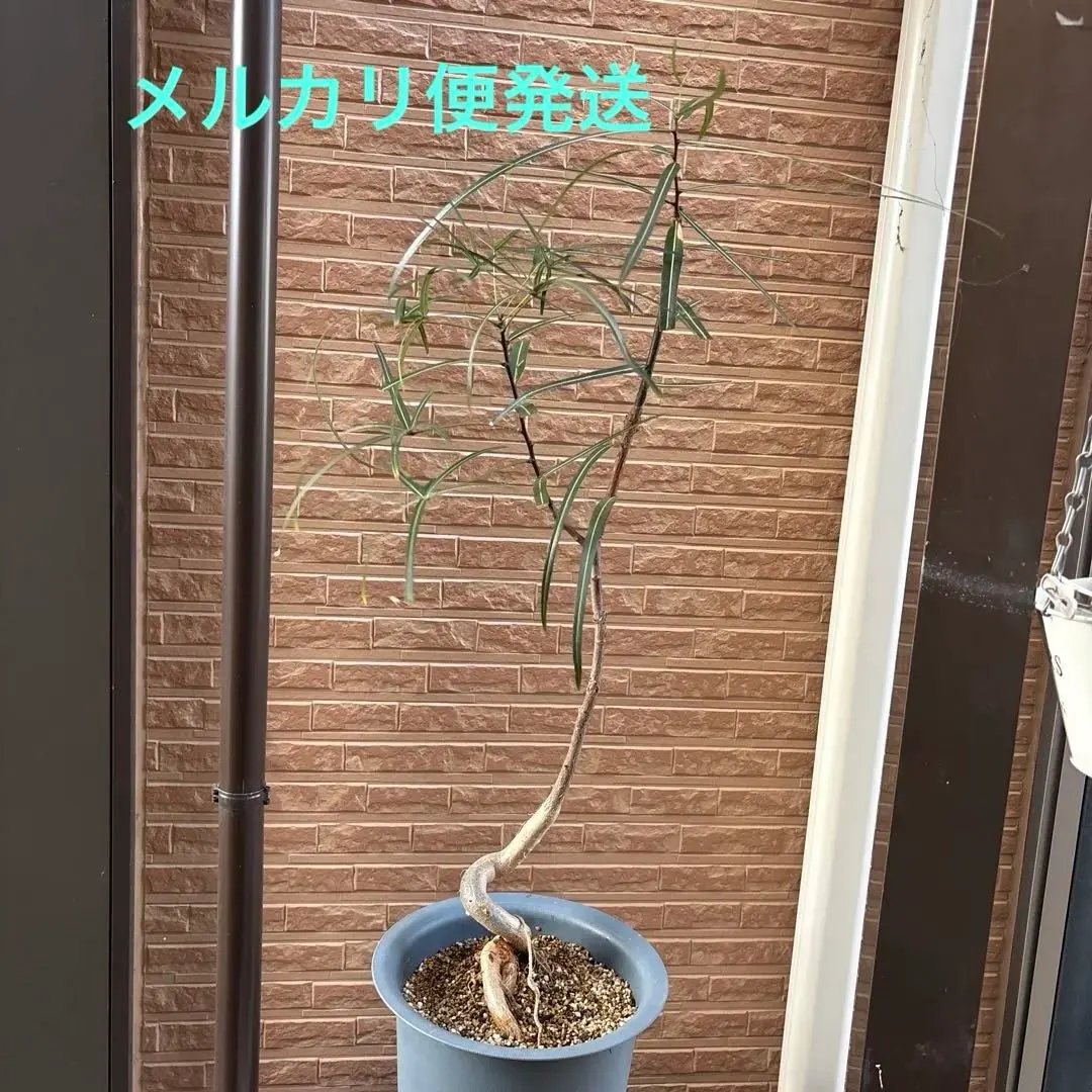 2026年最新】ブラキキトンの人気アイテム - メルカリ