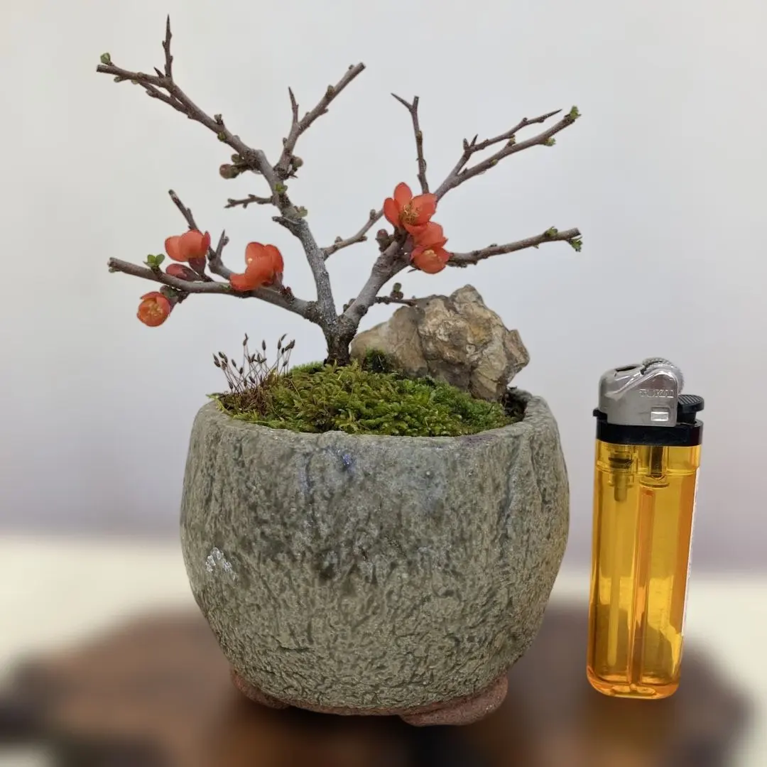 2026年最新】野梅 盆栽の人気アイテム - メルカリ