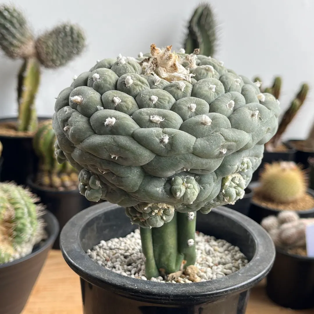 2026年最新】疣銀冠の人気アイテム - メルカリ