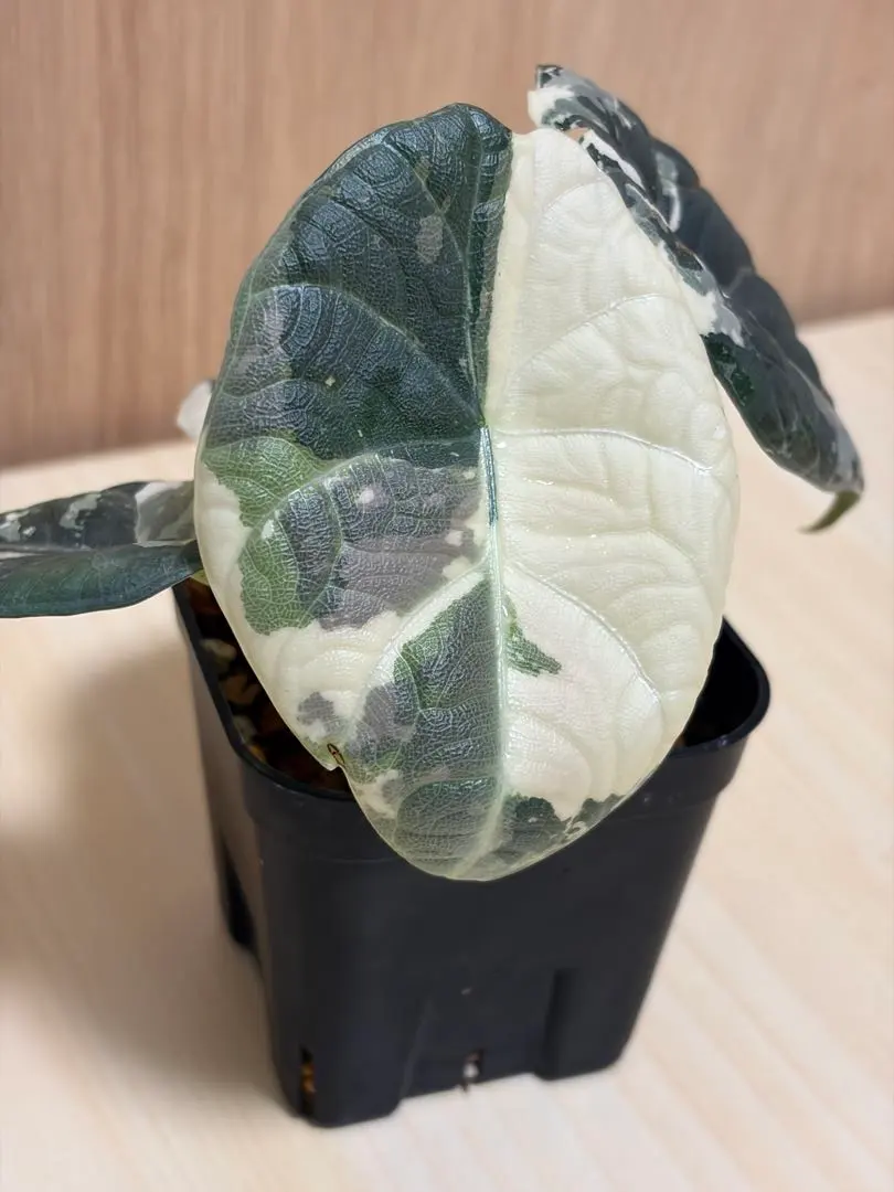 2026年最新】アロカシアメロの人気アイテム - メルカリ