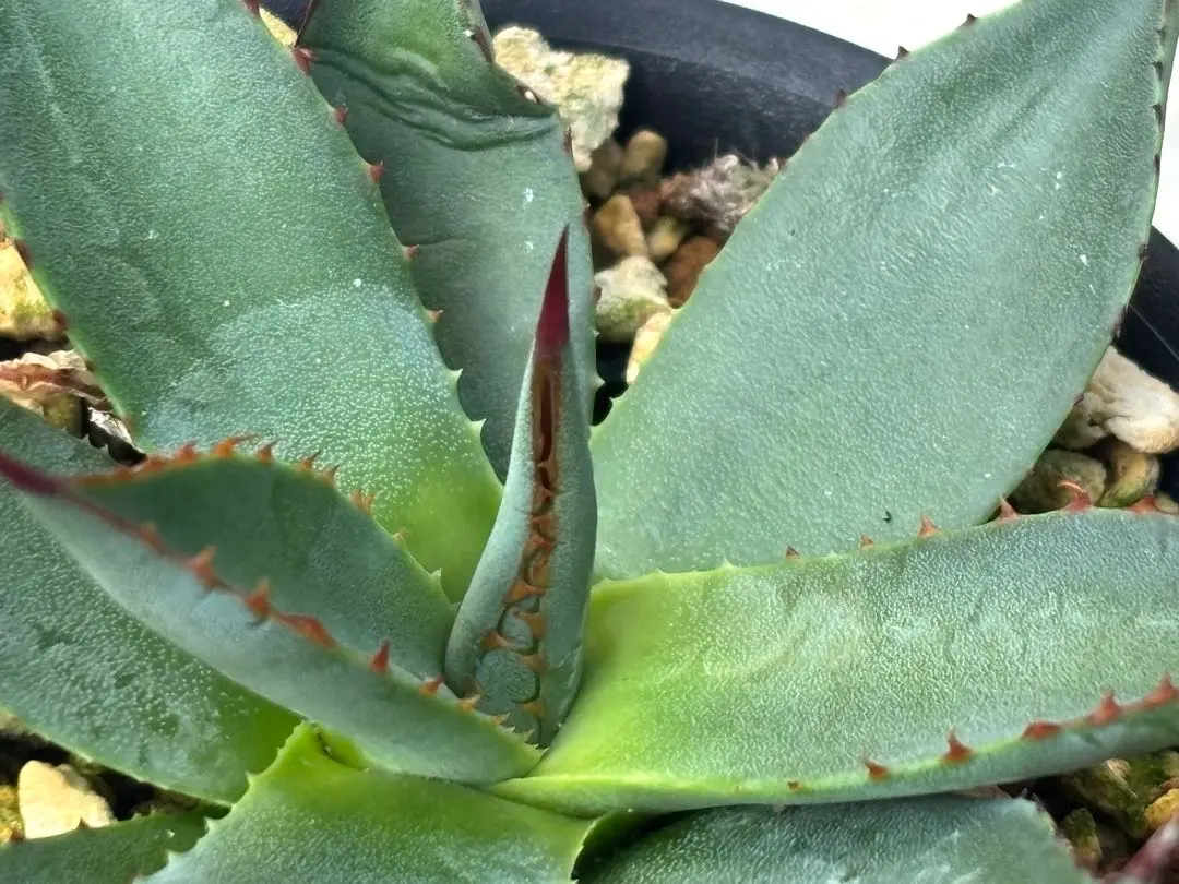 2026年最新】アリゾニカの人気アイテム - メルカリ