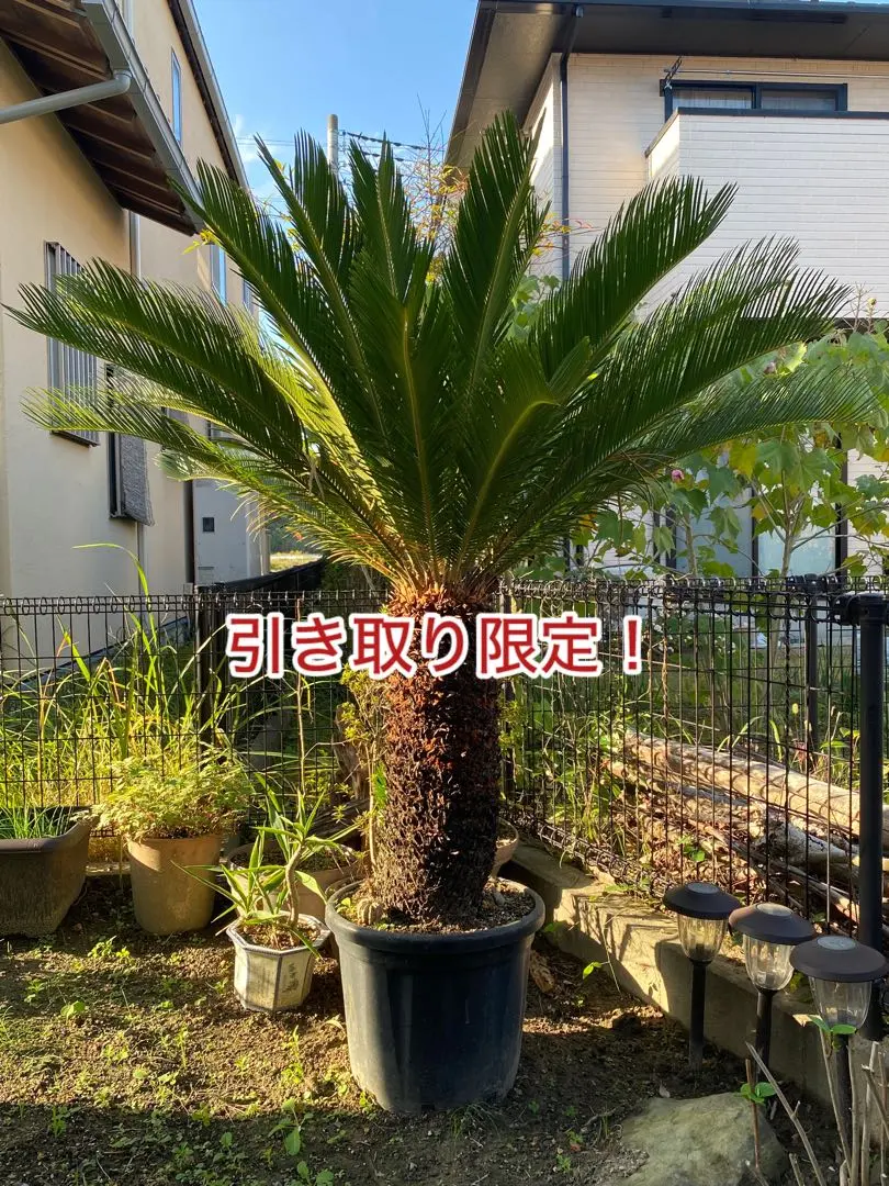 2026年最新】ソテツ 引き取りの人気アイテム - メルカリ