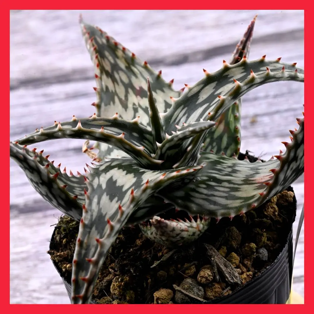 2026年最新】ロウルサンコ ラベルの人気アイテム - メルカリ