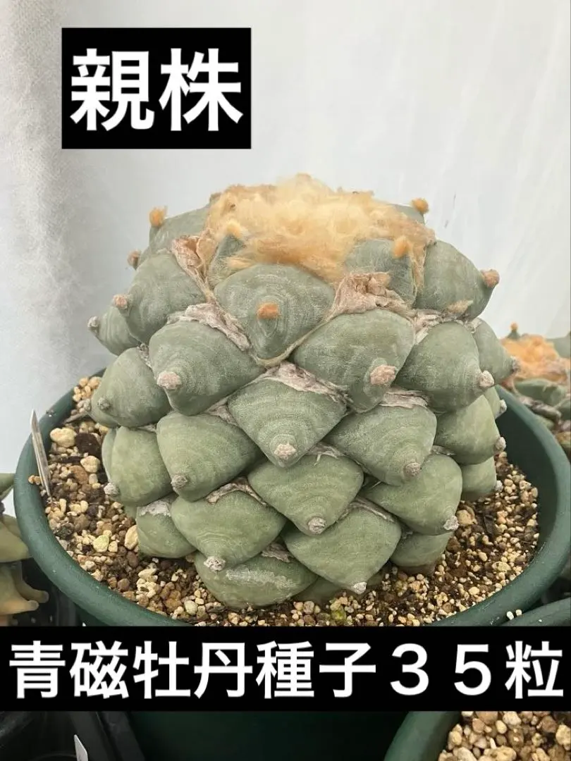 2026年最新】青磁牡丹 サボテンの人気アイテム - メルカリ