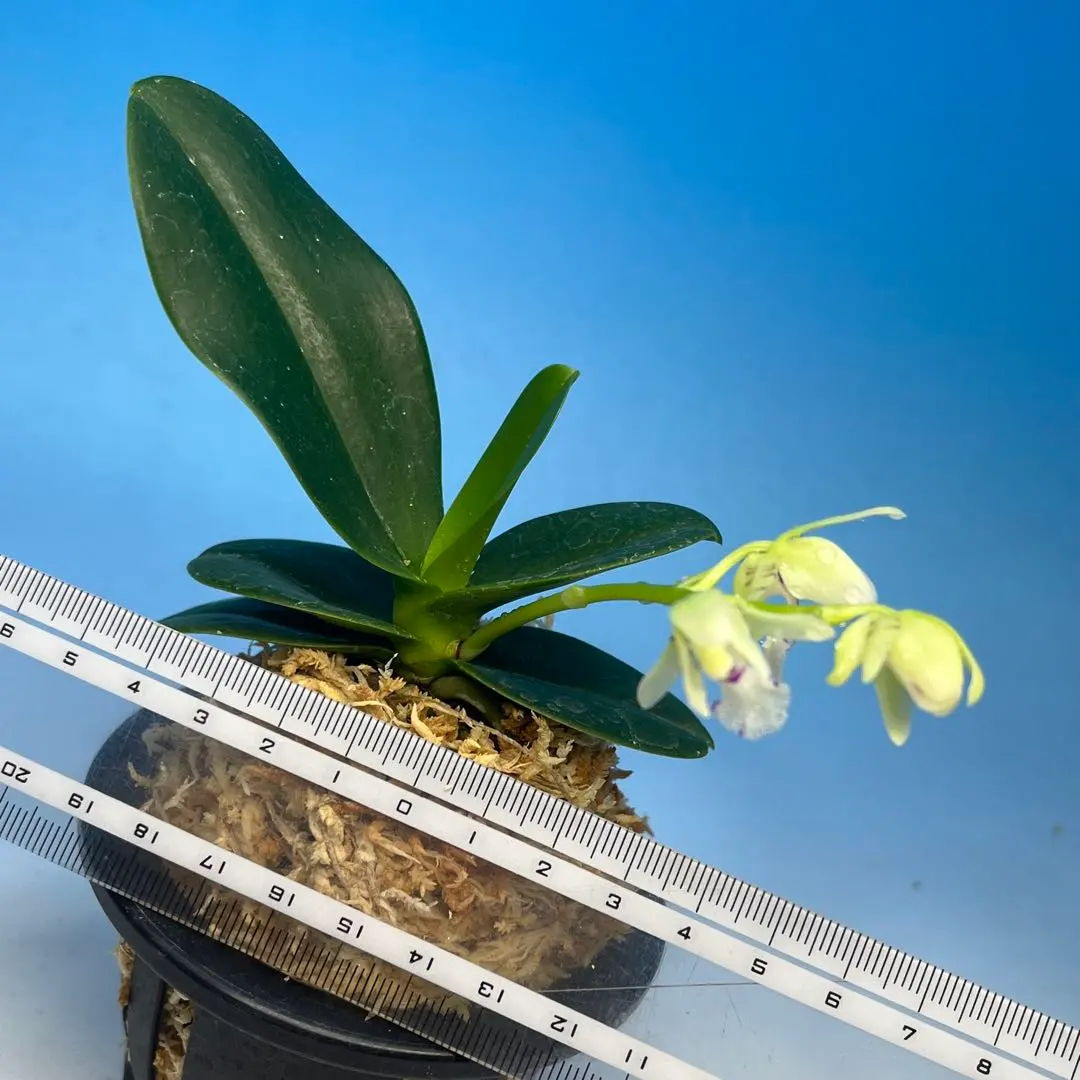 2026年最新】名護蘭 ナゴランの人気アイテム - メルカリ