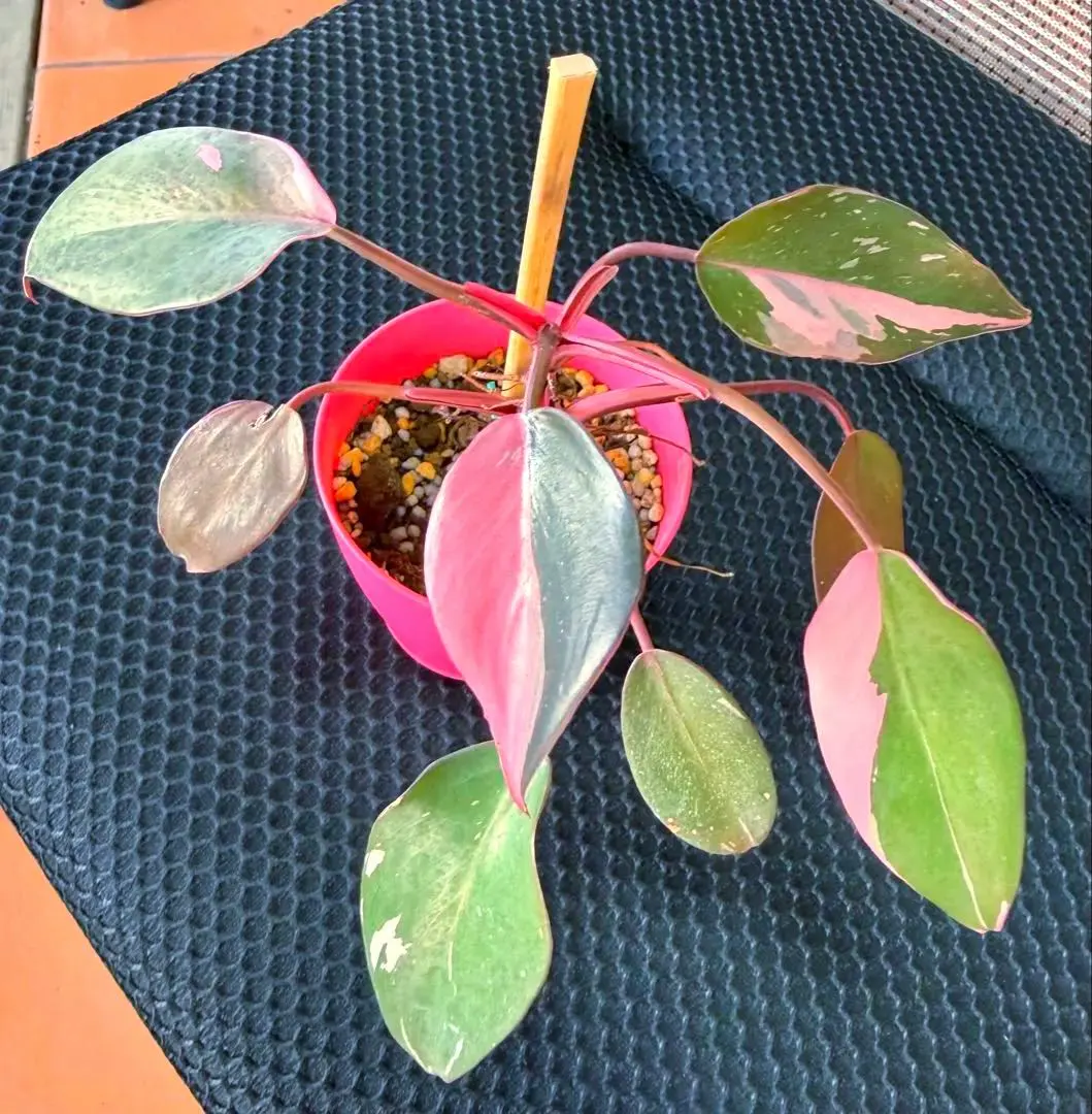 2026年最新】オレンジプリンセス フィロデンドロンの人気アイテム