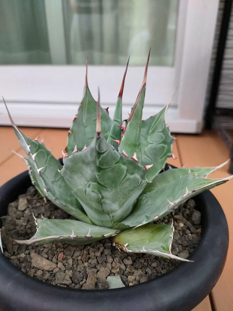 2026年最新】アガベ パラサナ グローブの人気アイテム - メルカリ