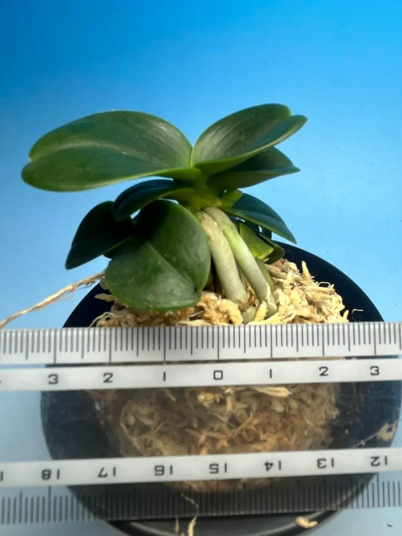 2026年最新】名護蘭 明丸の人気アイテム - メルカリ