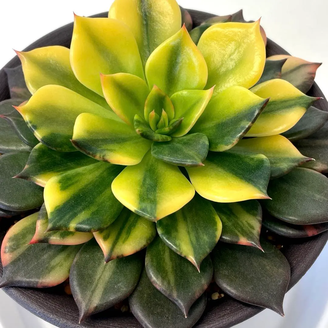 2026年最新】ブラックプリンス錦の人気アイテム - メルカリ