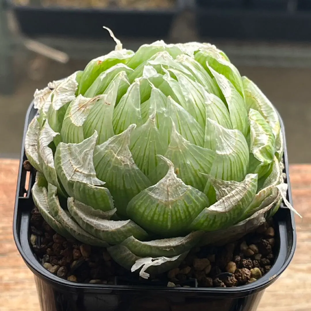 2026年最新】ハオルチア ロックウッディの人気アイテム - メルカリ