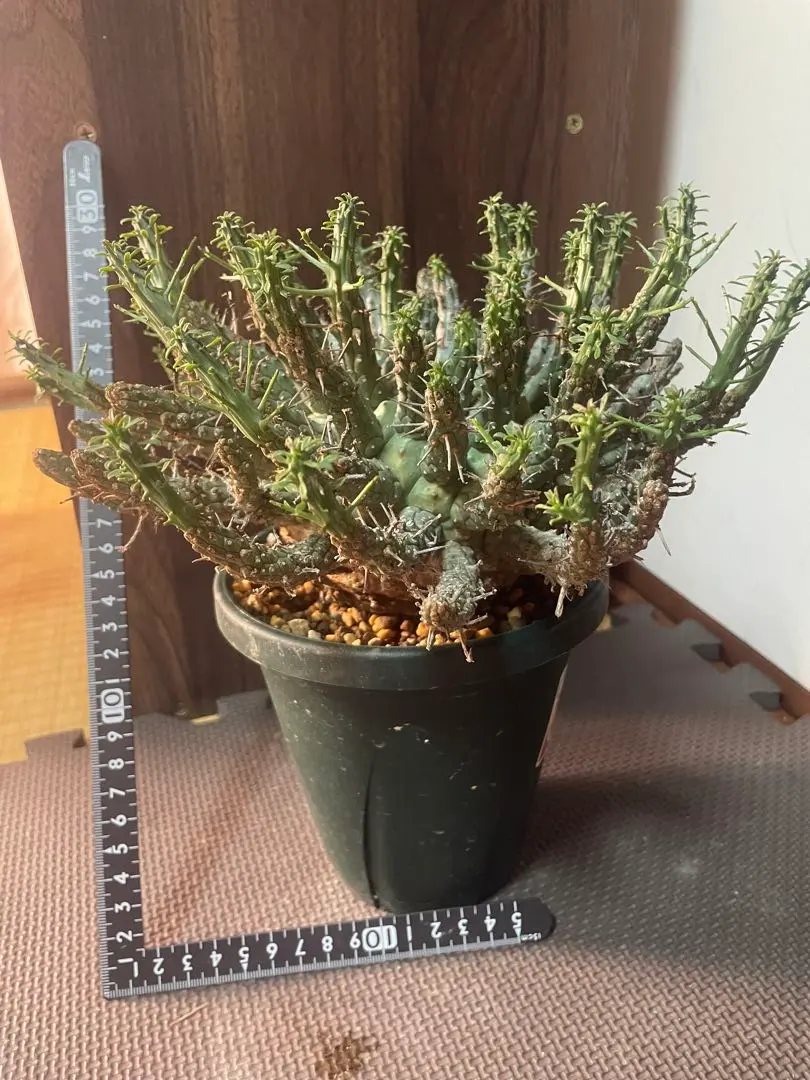 2026年最新】ユーフォルビアフスカの人気アイテム - メルカリ