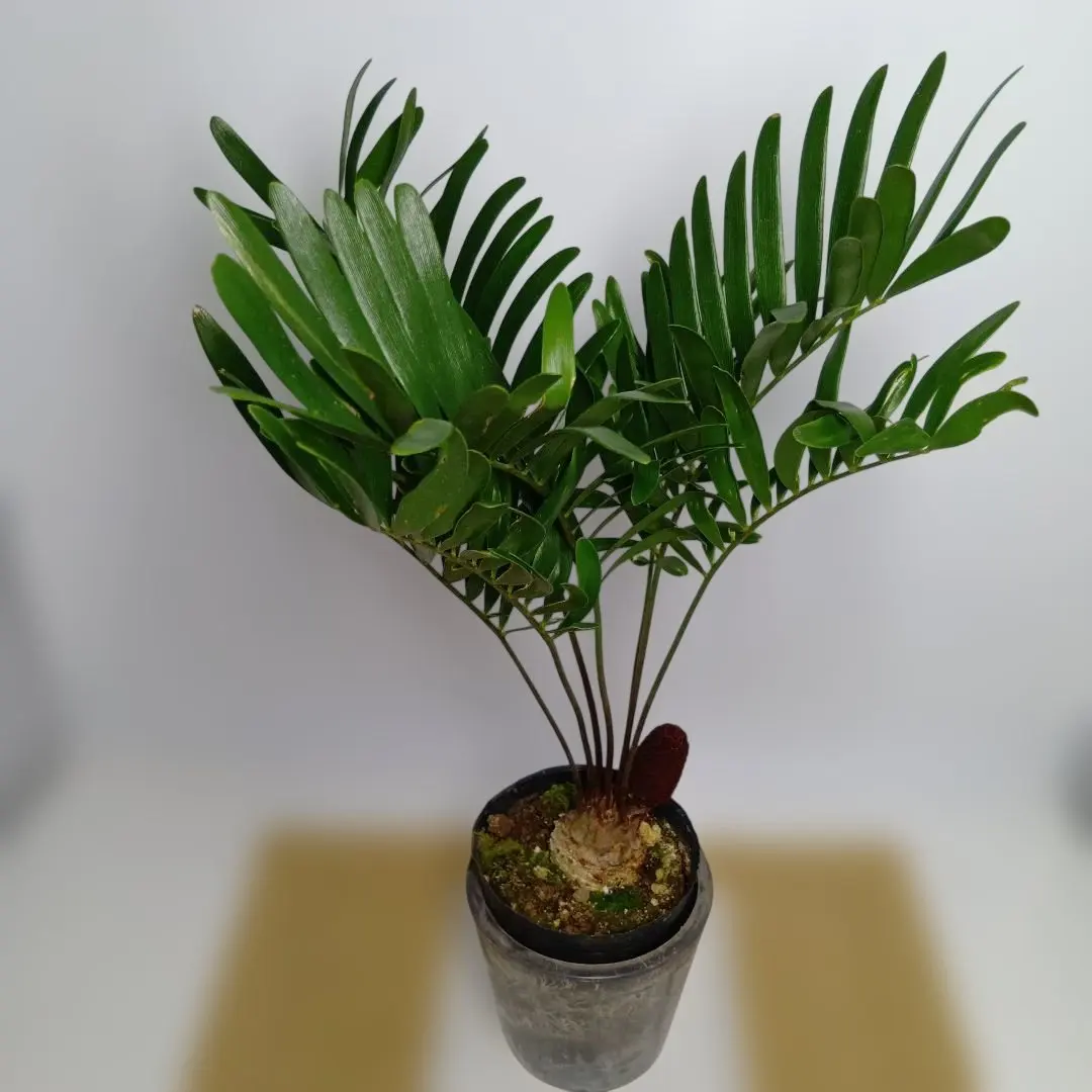 2026年最新】ザミア フロリダーナの人気アイテム - メルカリ