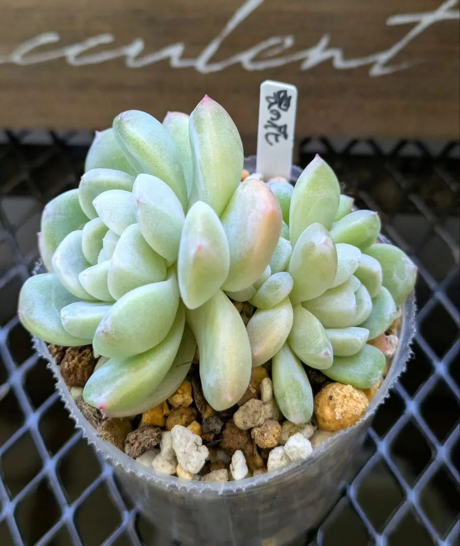 2026年最新】雲の花 ミックスベリアの人気アイテム - メルカリ