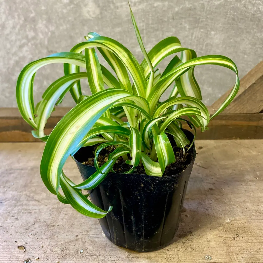 2026年最新】オリヅルラン ボニーの人気アイテム - メルカリ