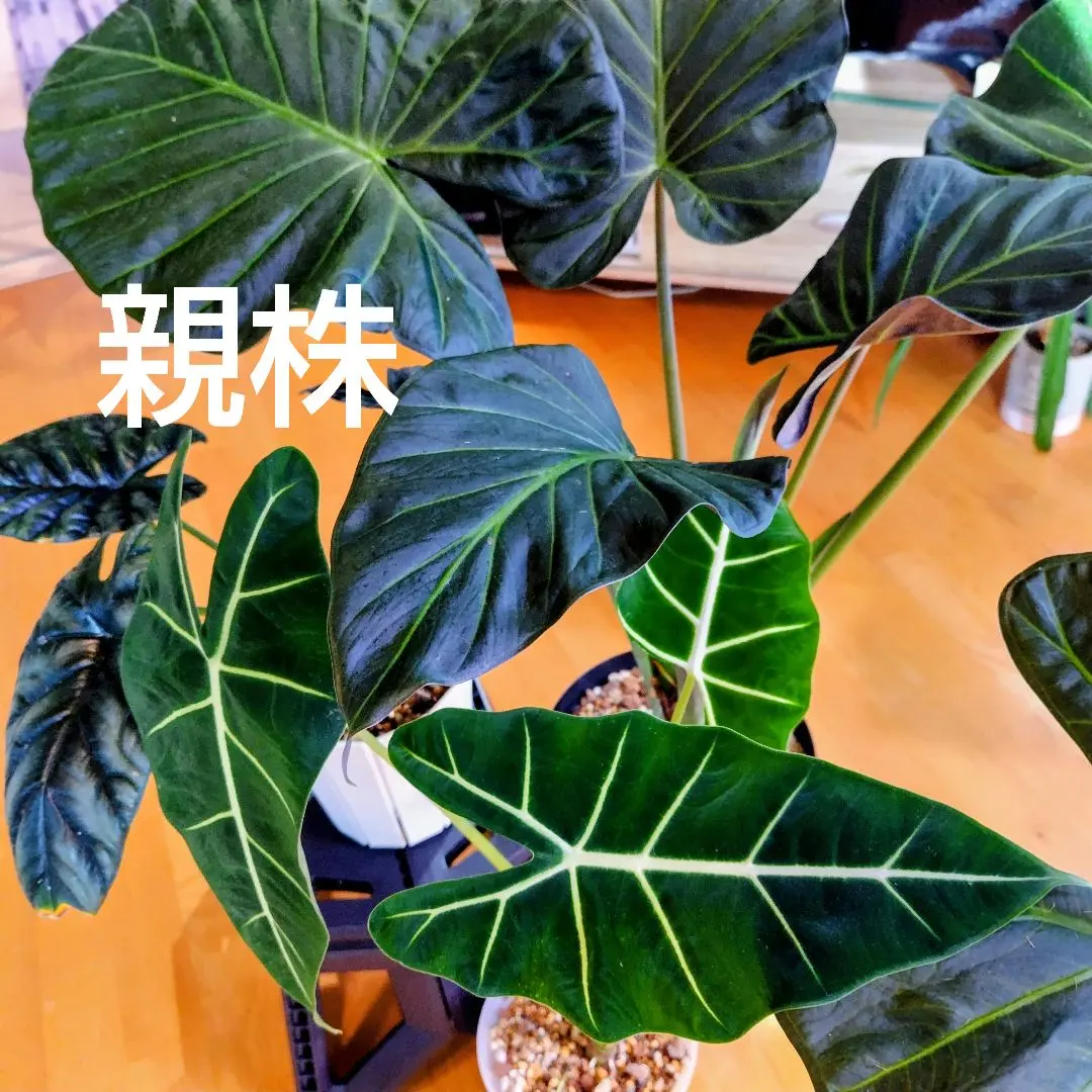 2026年最新】リーガルシールズの人気アイテム - メルカリ