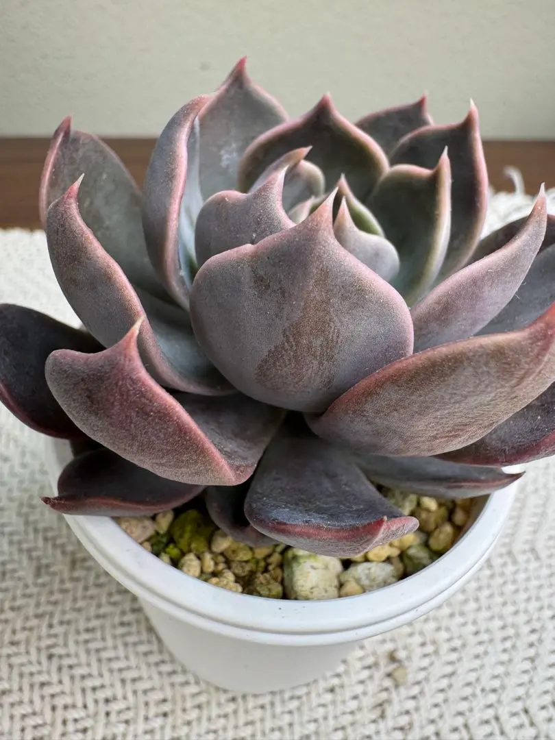 2026年最新】デカベリアの人気アイテム - メルカリ