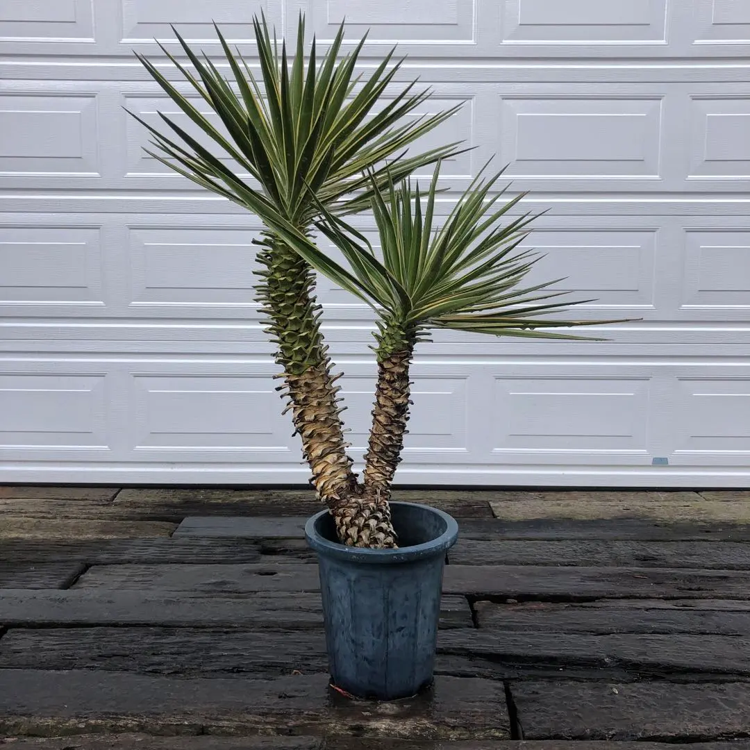 2026年最新】ユッカ アロイフォリア バリエガータの人気アイテム