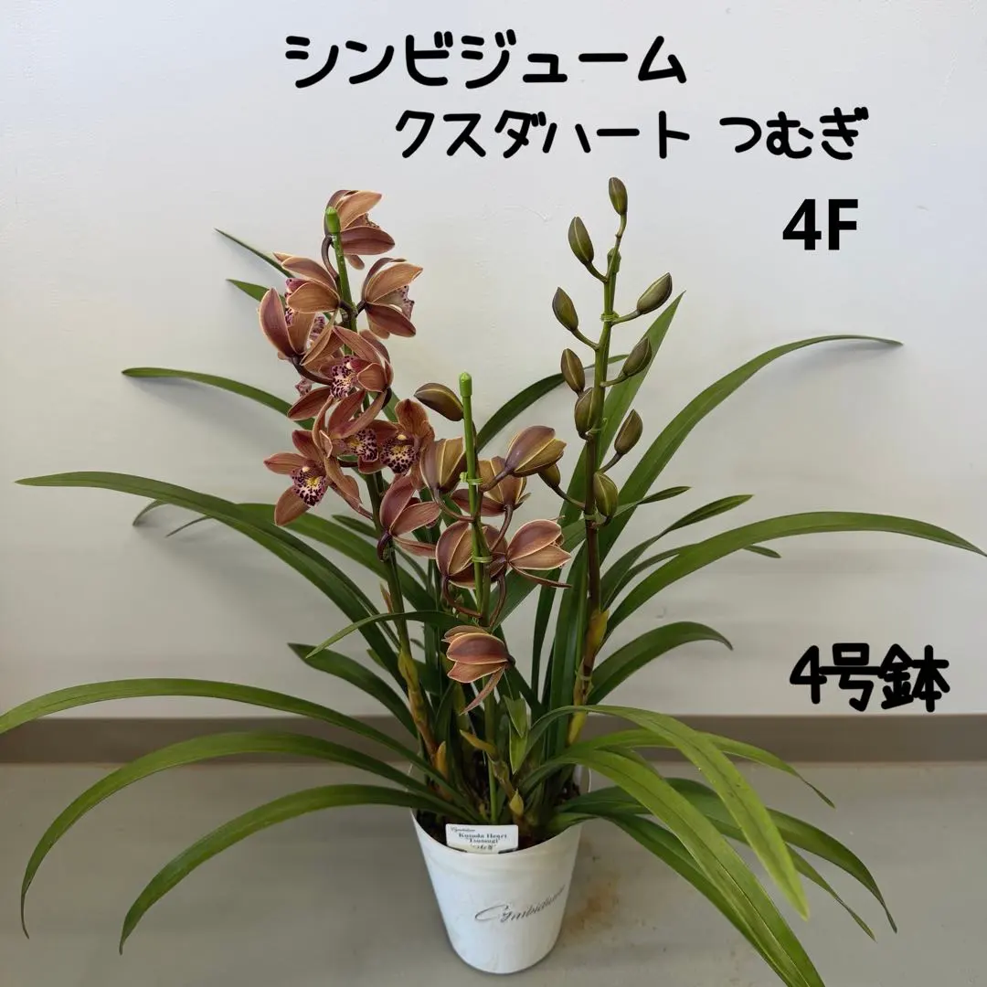 2026年最新】テーブルシンビジウムの人気アイテム - メルカリ