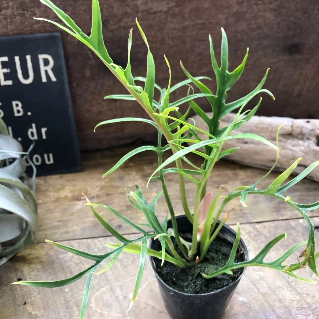 2026年最新】フィロデンドロントータムの人気アイテム - メルカリ