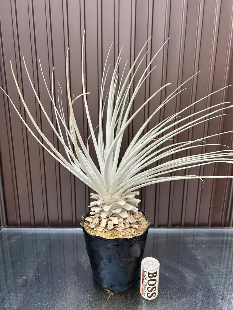 2026年最新】プヤ セルーレアの人気アイテム - メルカリ