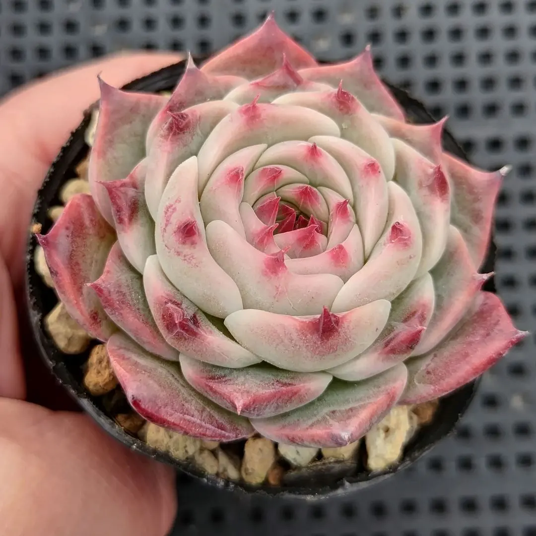 2026年最新】トラントンゴの人気アイテム - メルカリ