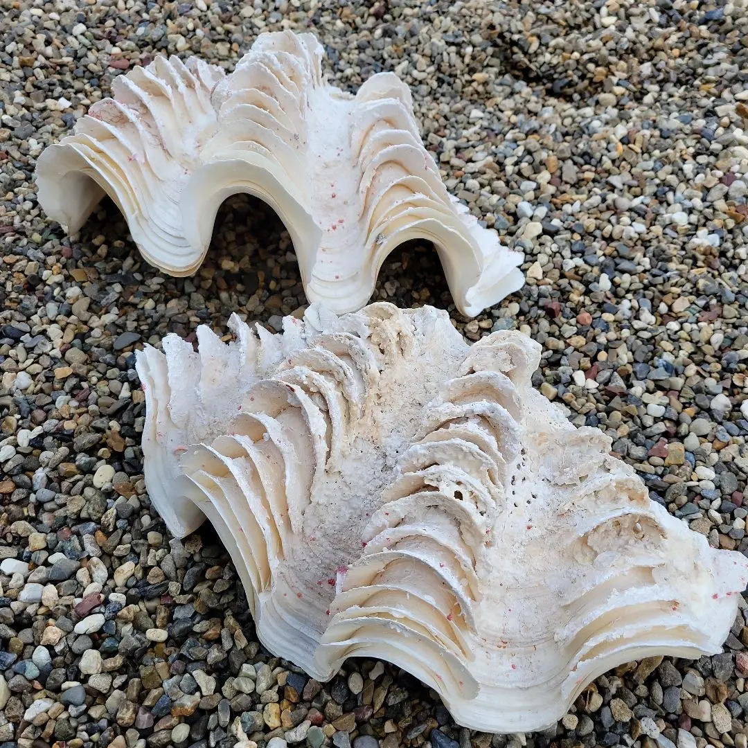 2026年最新】大シャコ貝の人気アイテム - メルカリ