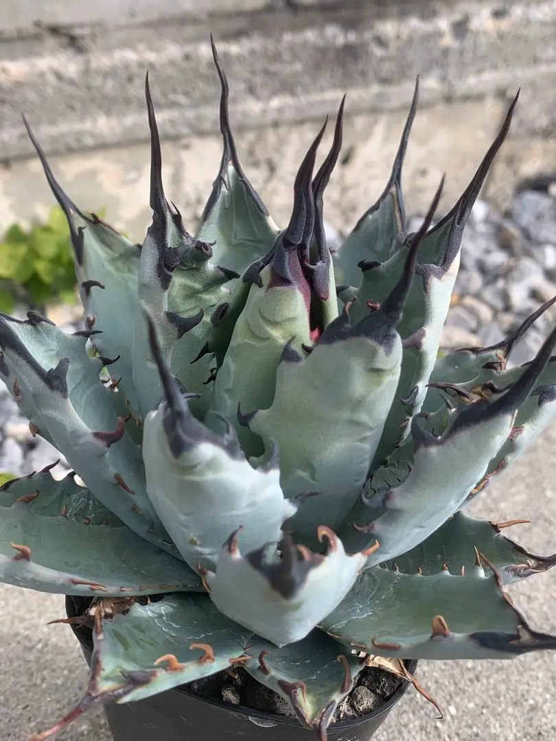 2026年最新】アガベ ハイブリッド ネバデンシス×bbの人気アイテム