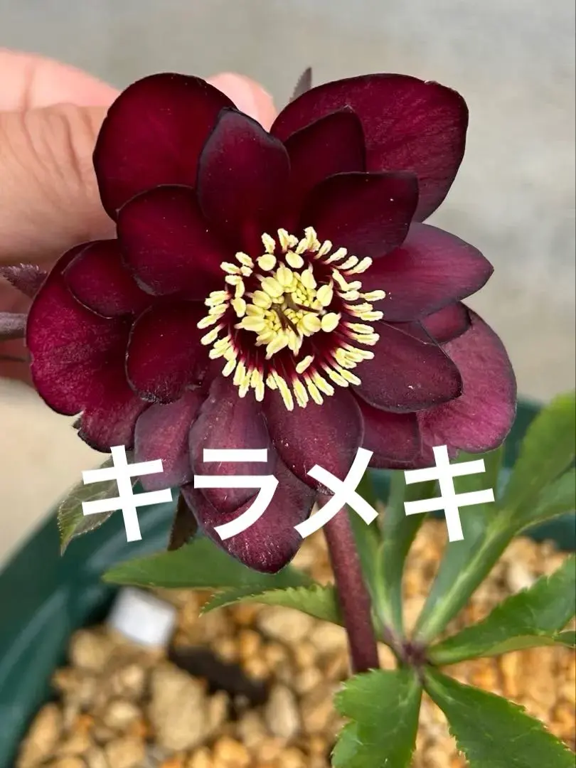 2026年最新】キラメキ クリスマスローズの人気アイテム - メルカリ