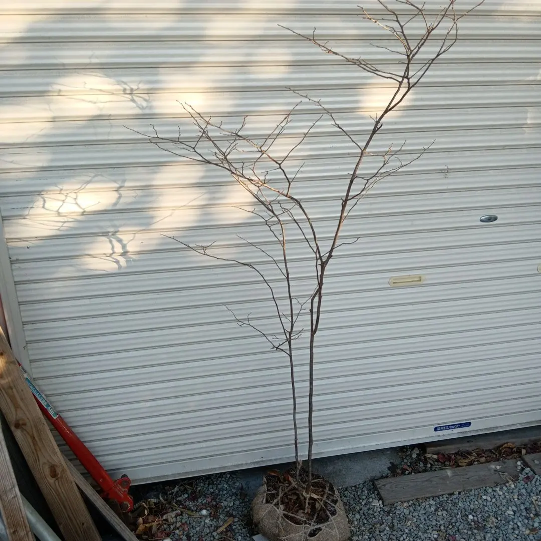 2026年最新】山採り ナツハゼの人気アイテム - メルカリ