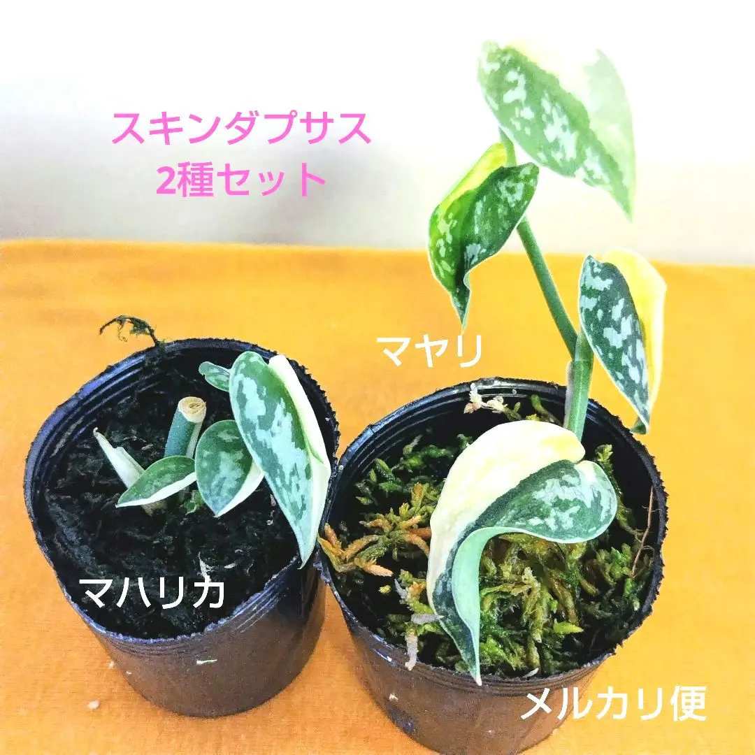 2026年最新】スキンダプサス マヤリの人気アイテム - メルカリ