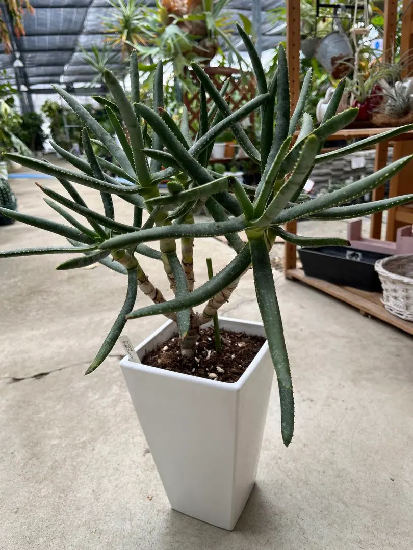 2026年最新】ラモシシマの人気アイテム - メルカリ