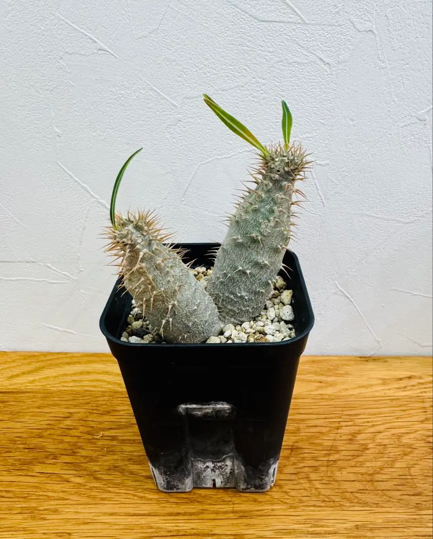 2026年最新】グラキリス 2頭の人気アイテム - メルカリ