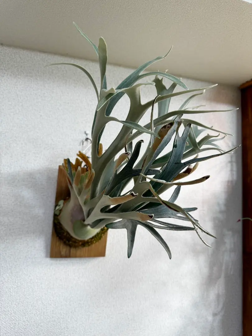 2026年最新】ハクナ ビカクシダの人気アイテム - メルカリ