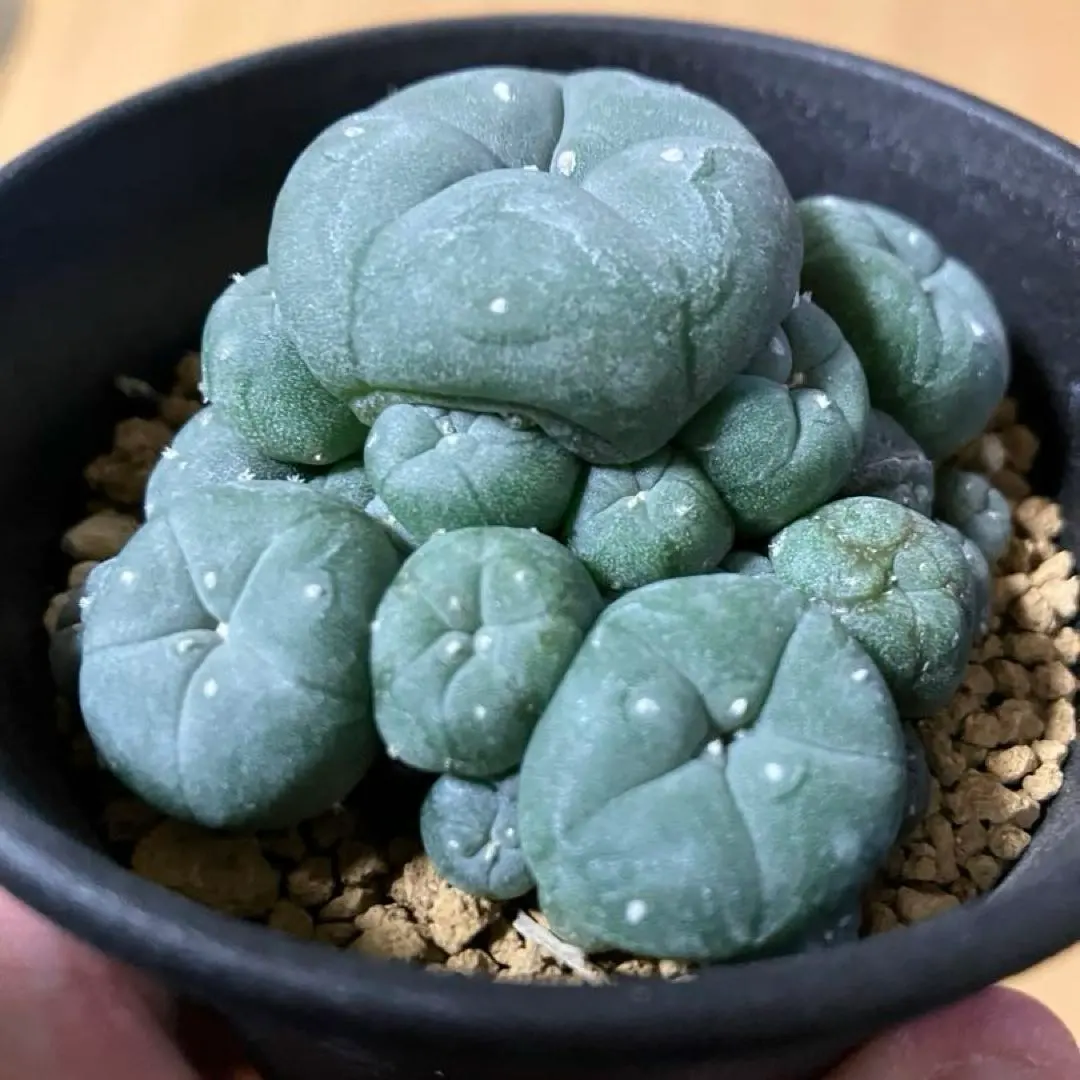 2026年最新】疣銀冠の人気アイテム - メルカリ