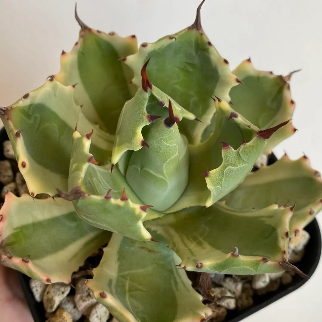 2026年最新】アトミックゴールド アガベの人気アイテム - メルカリ