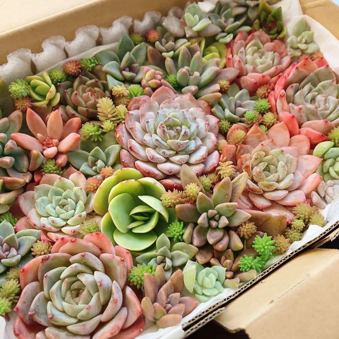 2026年最新】クリアスカイジェニーの人気アイテム - メルカリ