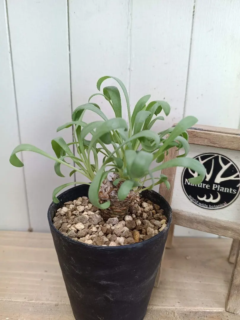 2026年最新】オトンナ レトロルサの人気アイテム - メルカリ