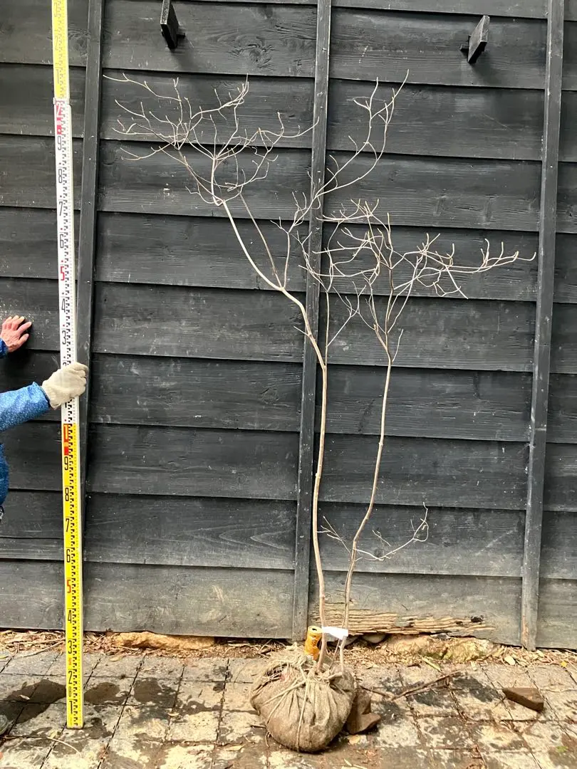 2026年最新】山採り ミツバツツジの人気アイテム - メルカリ