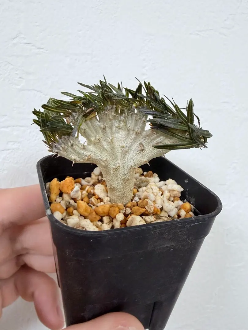 2026年最新】綴化 グラキリスの人気アイテム - メルカリ