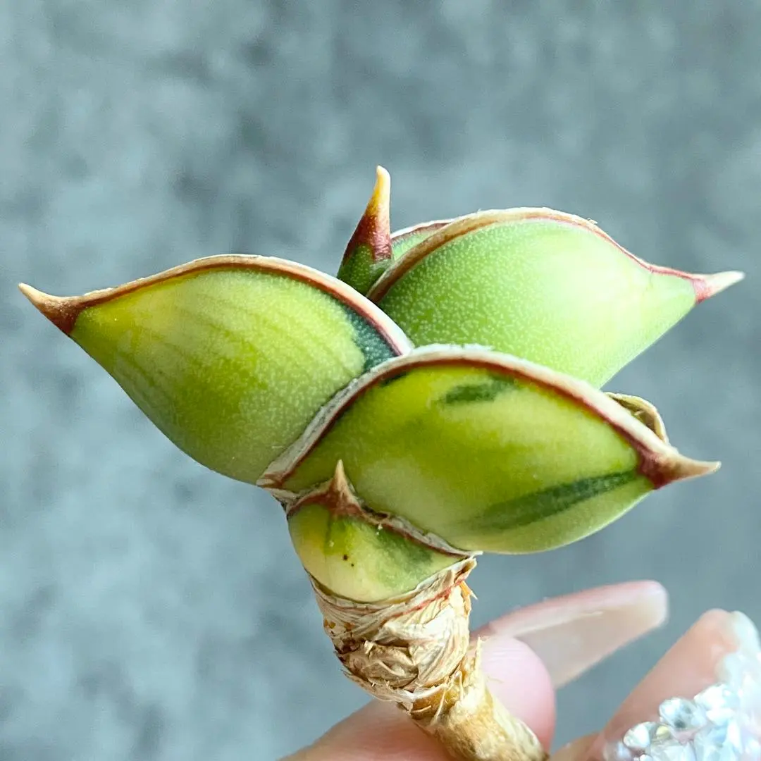 2026年最新】サンスベリア ロリダ 斑入りの人気アイテム - メルカリ