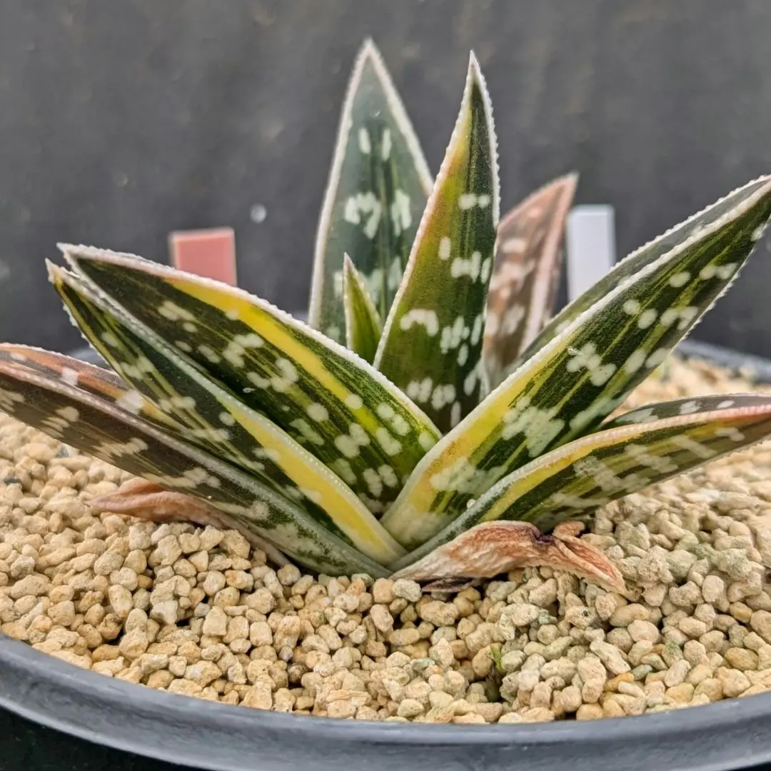 2026年最新】千代田錦の人気アイテム - メルカリ